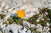 Trekking nel Parco Naturale Puez-Odle. Dall'Alpe Col Raiser (2100 m) alla Val di Funes. Ambretta Strisciante (?).